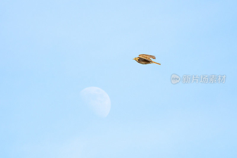 欧亚云雀(Alauda arvensis)是一种棕色羽毛的小鸟，在晴朗的日子里，月亮在远处的天空中高飞。